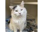 Adopt Lilly a Domestic Long Hair