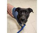 Adopt Sapphire ***RESCUE CENTER*** a Pit Bull Terrier, Labrador Retriever