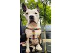 Adopt MINI a Pit Bull Terrier