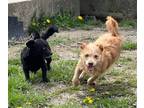 Adopt Cassidy and Laszlo bonded pair (M/F) a Norfolk Terrier, Corgi