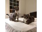 Adopt Tiger and Gris a Domestic Short Hair