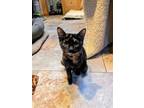 Adopt Ivy a Tortoiseshell