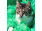 Adopt Missy a Domestic Short Hair, Tabby