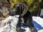 Adopt Samantha a Labrador Retriever