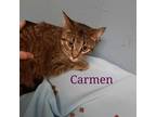 Adopt Carmen a Domestic Short Hair