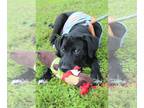 Labrador Retriever Mix DOG FOR ADOPTION RGADN-1096437 - Ramshot - Labrador