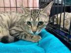 Adopt Pinky a Domestic Short Hair, Tabby