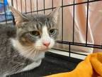 Adopt Khloe Marie a Domestic Short Hair, Tabby