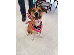 Adopt Indie a Boxer