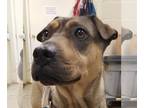 Chinese Shar-Pei Mix DOG FOR ADOPTION RGADN-1152313 - Meester - Shar Pei / Mixed