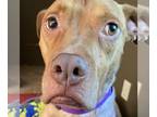 American Pit Bull Terrier Mix DOG FOR ADOPTION RGADN-1152316 - Stella - American