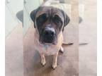 Mastiff DOG FOR ADOPTION RGADN-1152322 - George - Mastiff (short coat) Dog For