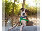 American Staffordshire Terrier DOG FOR ADOPTION RGADN-1152327 - Maisy - American