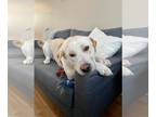 Labrador Retriever Mix DOG FOR ADOPTION RGADN-1152328 - Logan-Paul - Labrador