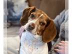 Beagle DOG FOR ADOPTION RGADN-1152332 - Cacao - Beagle (short coat) Dog For