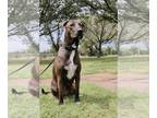 Labrador Retriever Mix DOG FOR ADOPTION RGADN-1152338 - Maggie - Labrador