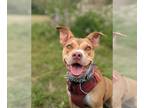 American Pit Bull Terrier Mix DOG FOR ADOPTION RGADN-1152346 - Stormi - Pit Bull