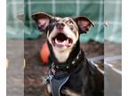 Australian Shepherd-Doberman Pinscher Mix DOG FOR ADOPTION RGADN-1152363 -