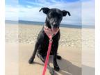 Italian Greyhound-Labrador Retriever Mix DOG FOR ADOPTION RGADN-1152376 - JENNIE
