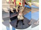 Labrador Retriever Mix DOG FOR ADOPTION RGADN-1152411 - Rocky - Labrador