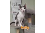 Adopt Kelly a Domestic Short Hair