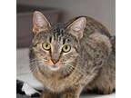 Adopt Elsa a Domestic Short Hair, Tabby