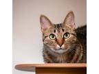 Adopt Savannah a Domestic Short Hair, Tabby