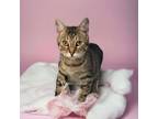 Adopt Freckles a Tabby, Domestic Medium Hair