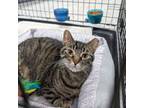 Adopt Sugar a Tabby