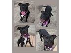 Adopt Stella a American Staffordshire Terrier, Mixed Breed