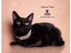 Adopt MARISOL VERA a Bombay, Domestic Short Hair