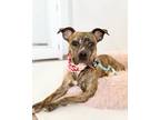 Adopt Ashley a Pit Bull Terrier
