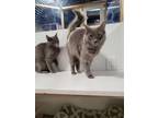 Adopt Sonia and Sasha a Russian Blue