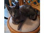 Adopt Leia (Bonded pair with Luke) a American Shorthair