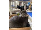 Adopt Smokey a Domestic Short Hair