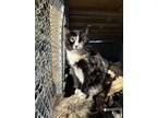 Adopt Marcie a Domestic Medium Hair