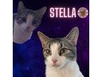 Adopt Stella a Domestic Short Hair