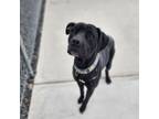 Adopt Geneva a Labrador Retriever, Pit Bull Terrier