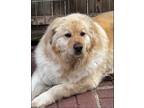 Adopt Monty Lower Fee!!! a Golden Retriever, Chow Chow