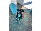 Adopt Gabino a Basset Hound, Rottweiler