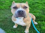 Adopt TINY TIM a Staffordshire Bull Terrier