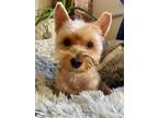 Adopt Nick a Silky Terrier, Yorkshire Terrier