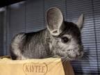 Adopt Chindiana Jones a Chinchilla