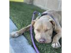 Adopt Bolt a Pit Bull Terrier, Mixed Breed