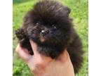 Pomeranian Puppy for sale in Miami, FL, USA