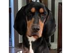 Adopt Ace a Coonhound, Black and Tan Coonhound