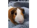 Adopt George II Pig a Guinea Pig