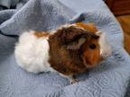 Adopt Smalls a Guinea Pig