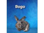 Adopt Bogo (bonded with Whistle) a American, Florida White