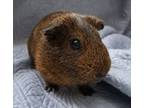 Adopt Samson a Guinea Pig